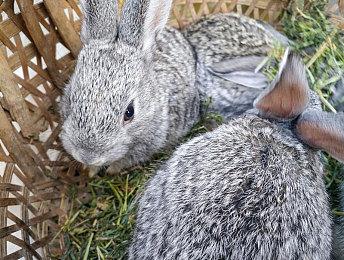 恐怖肉鸽游戏《鲨鱼牙医》公布 冒死给鲨鱼看牙